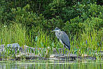 Click to see Y-JG-CANON-EOS-R7-1734.JPG