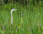 Click to see Y-JG-CANON-EOS-R7-1739-MOD.JPG