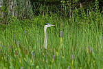 Click to see Y-JG-CANON-EOS-R7-1739.JPG