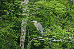 Click to see Y-JG-CANON-EOS-R7-1747.JPG