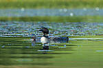 Click to see Y-JG-CANON-EOS-R7-1793.JPG
