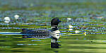 Click to see Y-JG-CANON-EOS-R7-1800-MOD.JPG