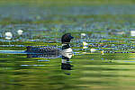 Click to see Y-JG-CANON-EOS-R7-1800.JPG