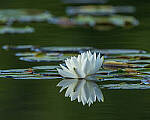 Click to see Y-JG-CANON-EOS-R7-1812-MOD.JPG