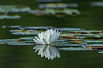 Click to see Y-JG-CANON-EOS-R7-1812.JPG