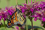 Click to see Y-JG-CANON-EOS-R7-1823-MOD.JPG
