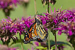Click to see Y-JG-CANON-EOS-R7-1823.JPG