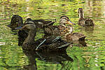 Click to see Y-JG-CANON-EOS-R7-1839.JPG