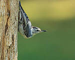 Click to see Y-JG-CANON-EOS-R7-1881-MOD.JPG