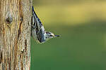 Click to see Y-JG-CANON-EOS-R7-1881.JPG