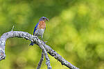 Click to see Y-JG-CANON-EOS-R7-1901-MOD.JPG