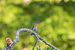 Click to see Y-JG-CANON-EOS-R7-1901.JPG