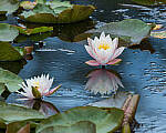 Click to see Y-JG-CANON-EOS-R7-1950-MOD.JPG