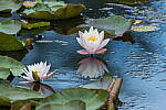 Click to see Y-JG-CANON-EOS-R7-1950.JPG