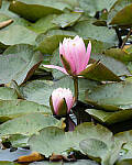 Click to see Y-JG-CANON-EOS-R7-1953-MOD.JPG