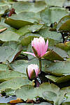 Click to see Y-JG-CANON-EOS-R7-1953.JPG