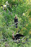 Click to see Y-WB-R7-0L2A0044.JPG