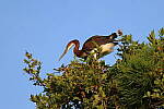 Click to see Y-WB-R7-0L2A0112.JPG