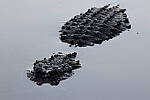 Click to see Y-WB-R7-0L2A0114.JPG