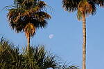 Click to see Y-WB-R7-0L2A0132.JPG