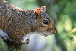 Click to see Y-WB-R7-0L2A0165.JPG