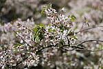 Click to see Y-JS-EOSRP-IMG_4689.JPG