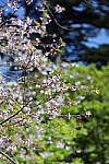 Click to see Y-JS-EOSRP-IMG_4691.JPG