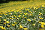 Click to see Y-JS-EOSRP-IMG_4697.JPG