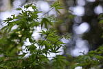Click to see Y-JS-EOSRP-IMG_4703.JPG