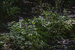 Click to see Y-JS-EOSRP-IMG_4706-DyRa-boost-EDIT.jpg