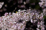 Click to see Y-JS-EOSRP-IMG_4707-EDIT.jpg
