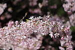 Click to see Y-JS-EOSRP-IMG_4707.JPG