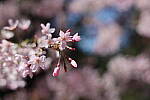 Click to see Y-JS-EOSRP-IMG_4708.JPG