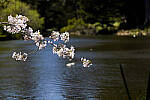 Click to see Y-JS-EOSRP-IMG_4715-EDIT.jpg