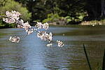 Click to see Y-JS-EOSRP-IMG_4715.JPG