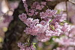 Click to see Y-JS-EOSRP-IMG_4720.JPG