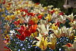 Click to see Y-JS-EOSRP-IMG_4732.JPG