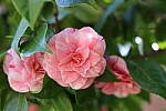 Click to see Y-JS-EOSRP-IMG_4744.JPG