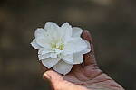 Click to see Y-JS-EOSRP-IMG_4745.JPG