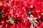 Click to see Y-JS-EOSRP-IMG_4751.JPG