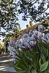 Click to see Y-JS-EOSRP-IMG_4753-EDIT.jpg