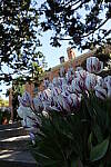 Click to see Y-JS-EOSRP-IMG_4753.JPG