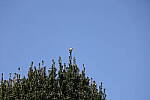 Click to see Y-JS-EOSRP-IMG_4755.JPG