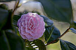 Click to see Y-JS-EOSRP-IMG_4759-EDIT.jpg