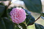 Click to see Y-JS-EOSRP-IMG_4759.JPG