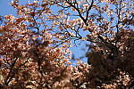 Click to see Y-JS-EOSRP-IMG_4760.JPG