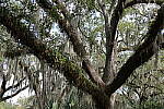 Click to see Y-WB-IMG_0096.JPG