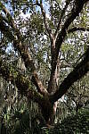 Click to see Y-WB-IMG_0098.JPG
