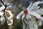 Click to see Y-WB-IMG_0165.JPG