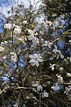 Click to see Y-WB-IMG_0168.JPG